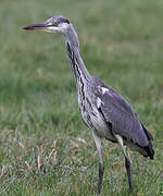 Grey Heron