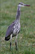 Grey Heron