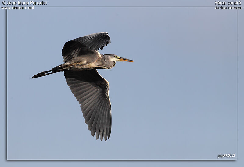 Grey Heron