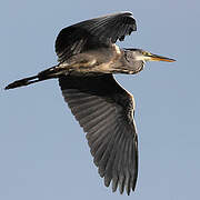 Grey Heron