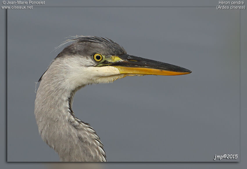 Grey Heron