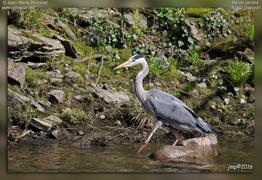 Grey Heron