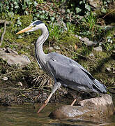 Grey Heron