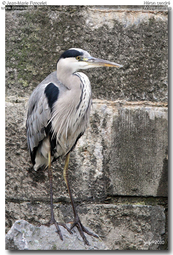 Grey Heron