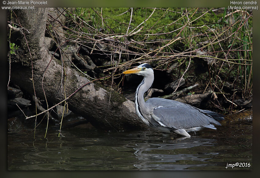 Grey Heron