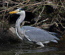 Grey Heron