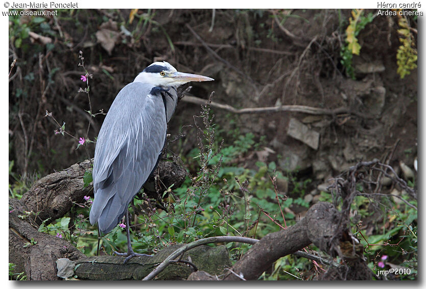 Grey Heron