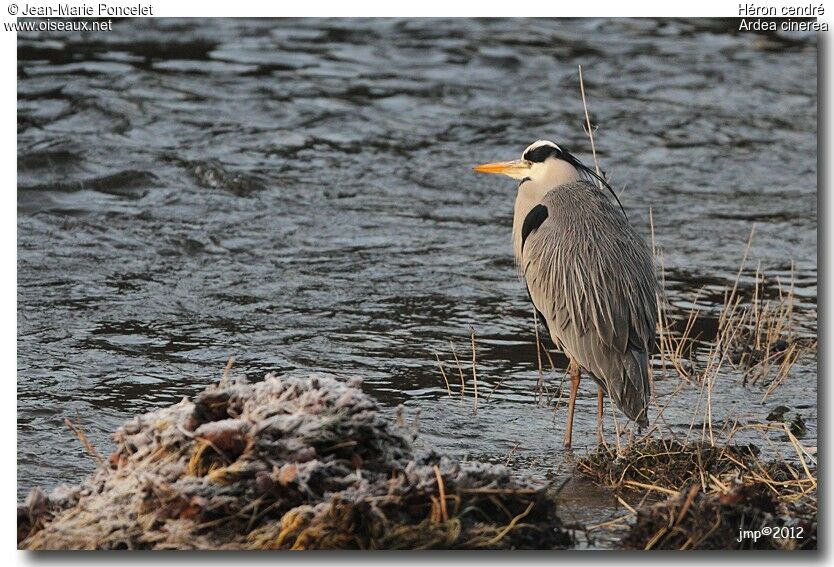 Grey Heron