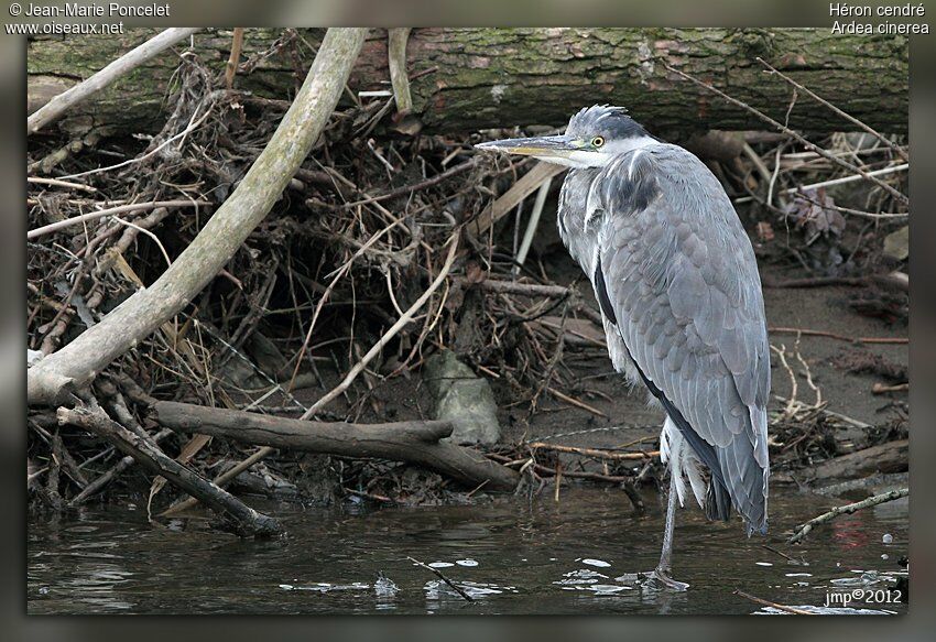 Grey Heron