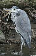 Grey Heron