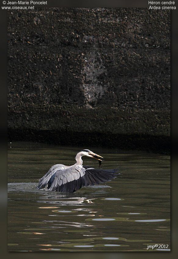 Grey Heron