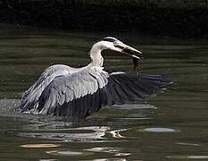 Grey Heron