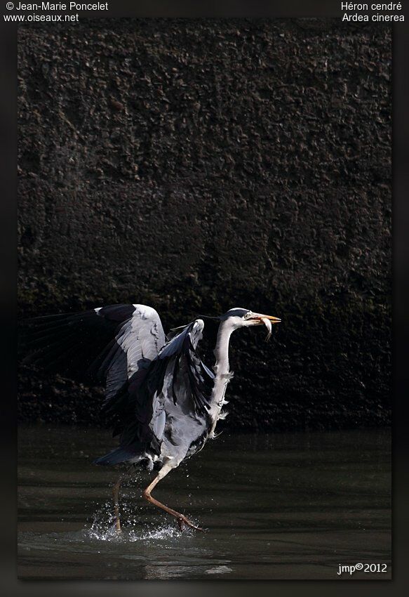 Grey Heron