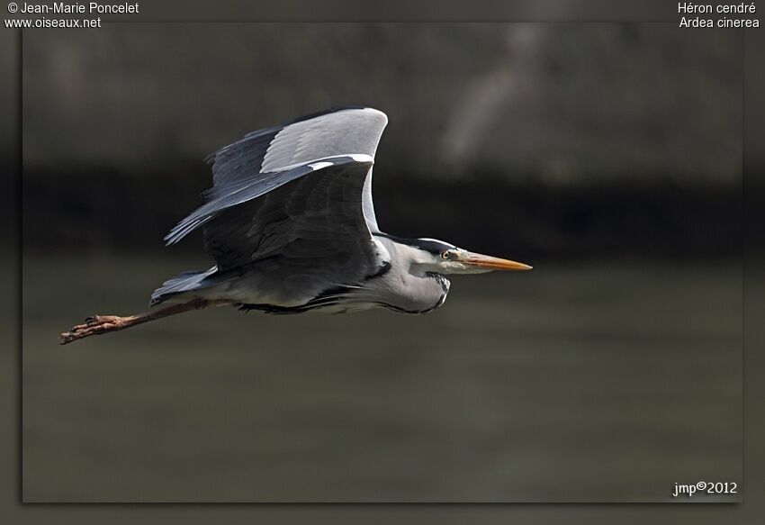 Grey Heron