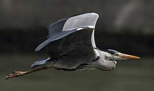 Grey Heron