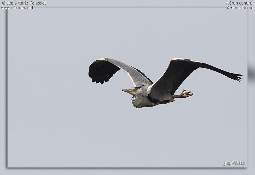 Grey Heron