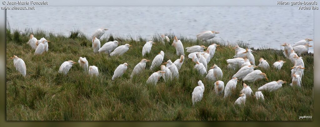 Western Cattle Egret