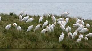 Western Cattle Egret