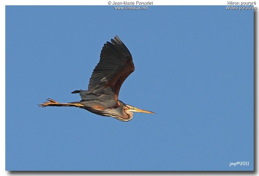 Purple Heron