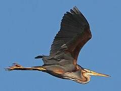 Purple Heron