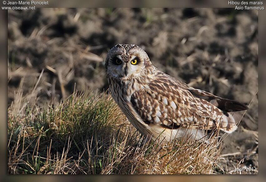 Hibou des marais