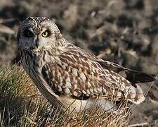 Hibou des marais