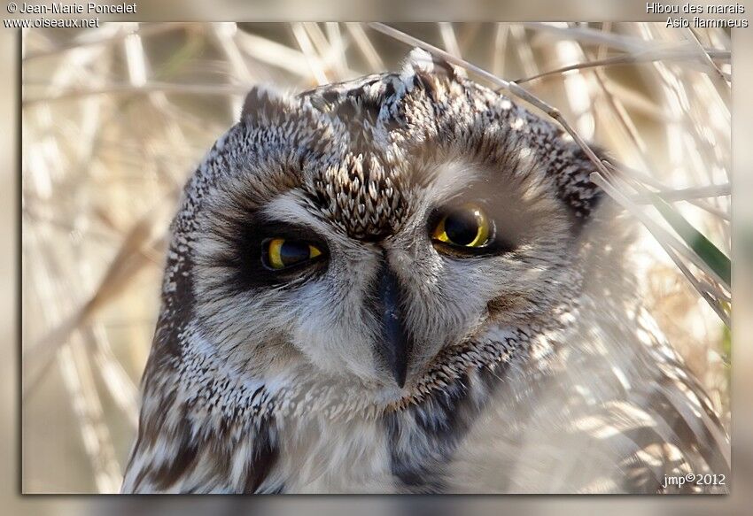 Short-eared Owl