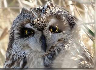 Hibou des marais