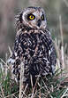 Hibou des marais