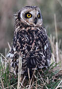 Short-eared Owl