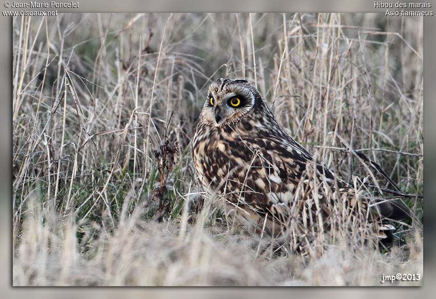 Hibou des marais