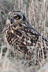 Hibou des marais