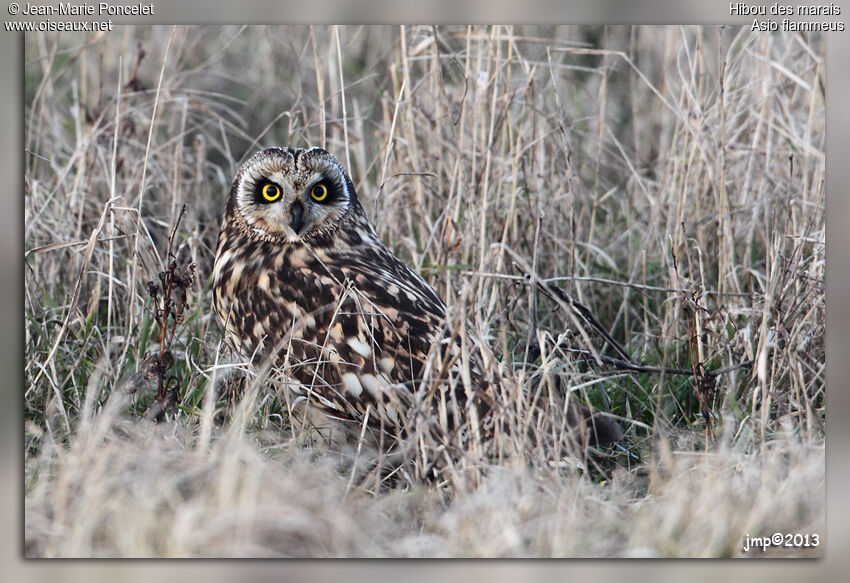 Hibou des marais