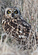 Short-eared Owl