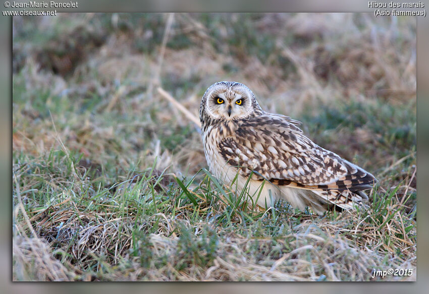 Hibou des marais