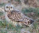 Hibou des marais