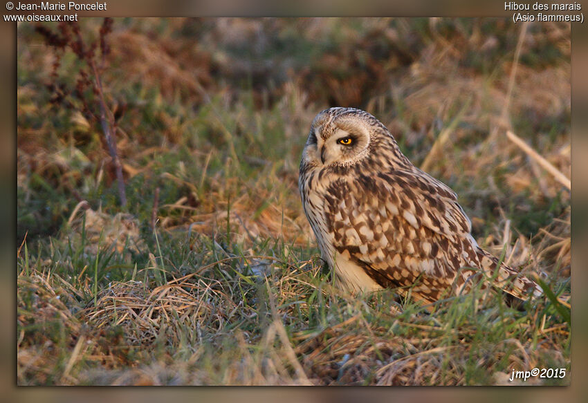 Hibou des marais