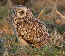 Hibou des marais