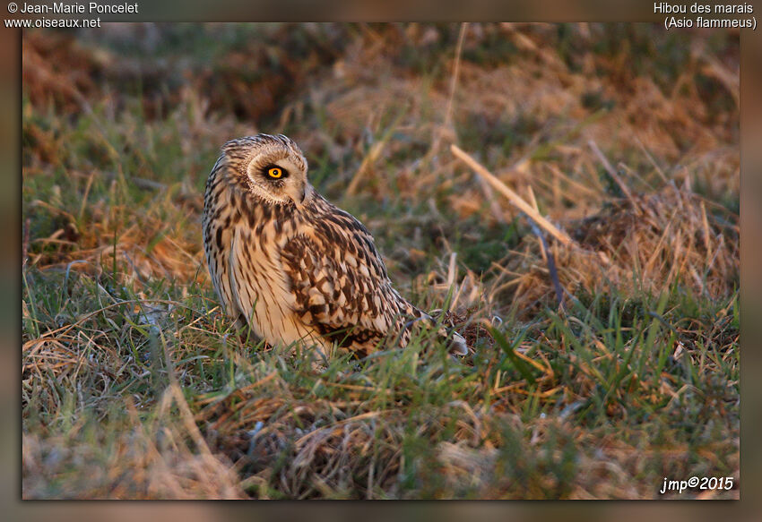 Hibou des marais