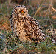 Hibou des marais