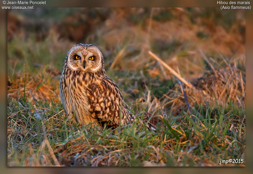 Hibou des marais