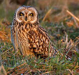 Hibou des marais