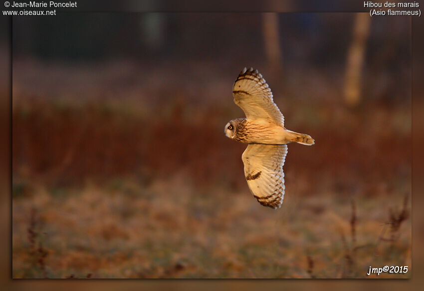 Hibou des marais