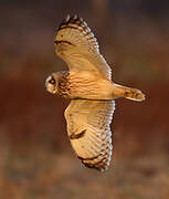 Short-eared Owl