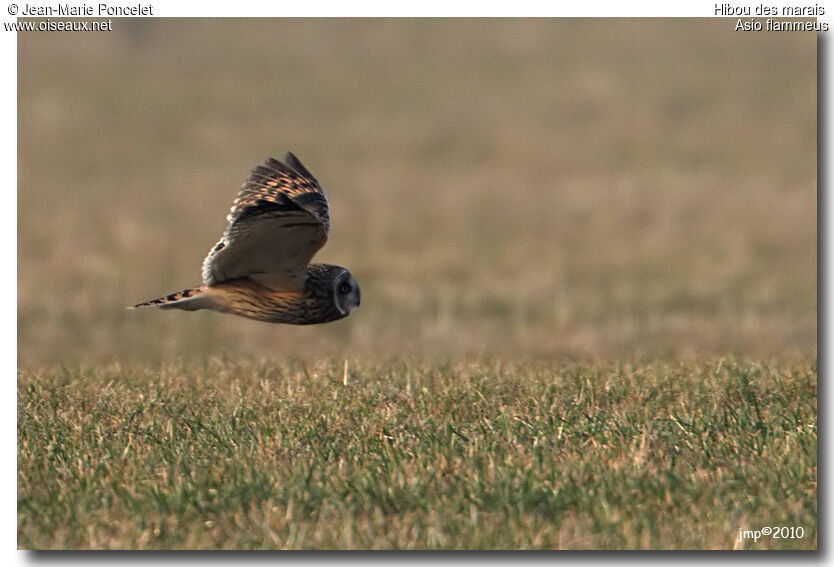 Hibou des marais