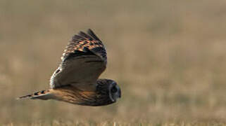 Short-eared Owl