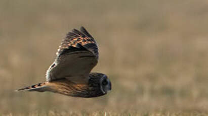 Hibou des marais