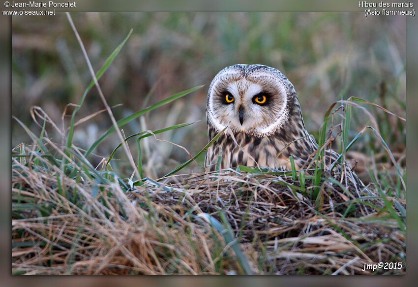 Hibou des marais