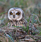 Hibou des marais