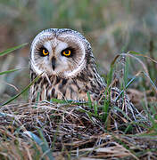 Hibou des marais